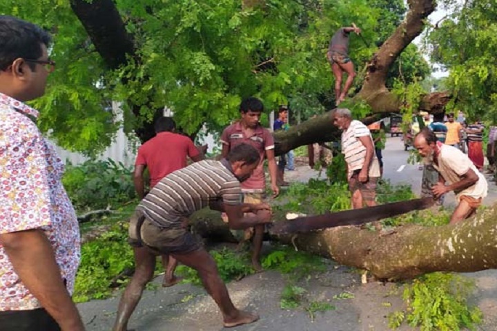 গাছ, আ,লীগ, নেতা