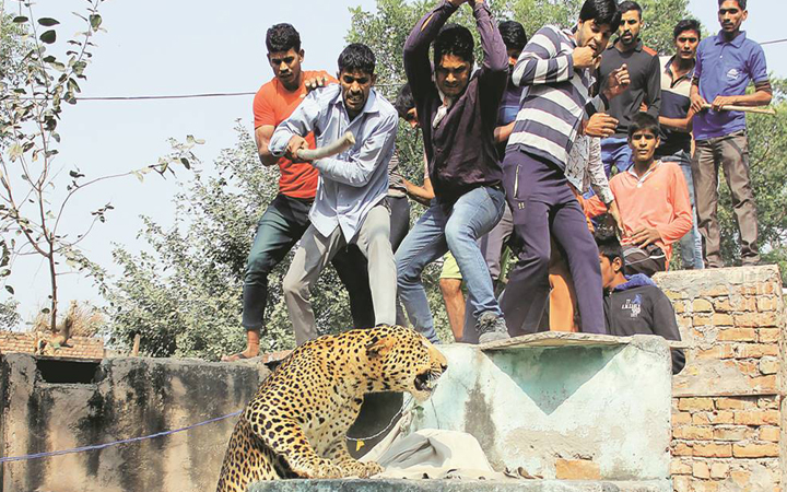 Rejoicing over the corpse after killing the leopard in India