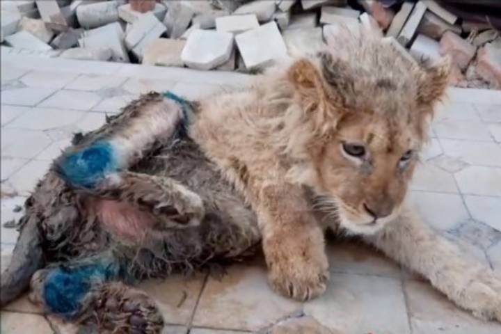 Lion cub’s legs broken so it couldn’t escape tourists taking selfies