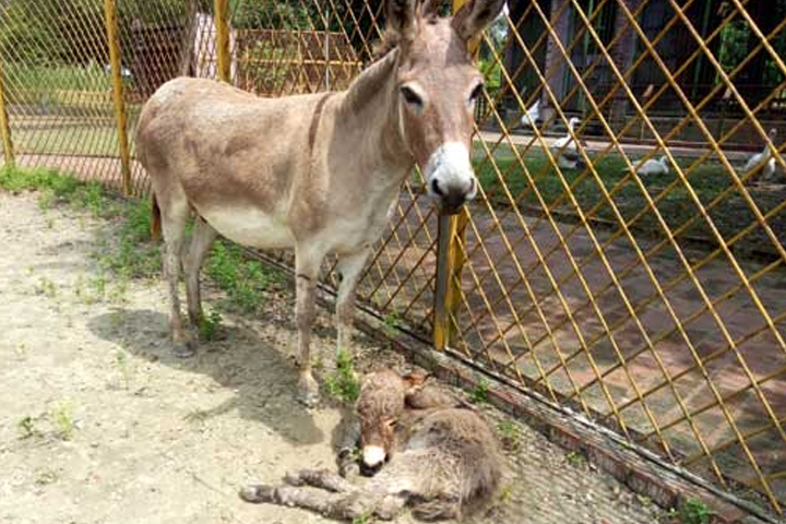 The baby was born and his mother.