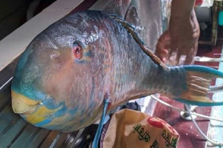 In the deep Bay of Bengal, a rare species of Tia fish was caught