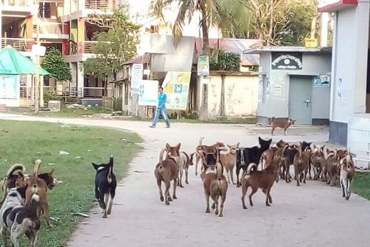 Helpless citizens, for stray dogs, rtv news