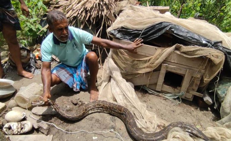 মুরগির খোপ থেকে উদ্ধার করা অজগর