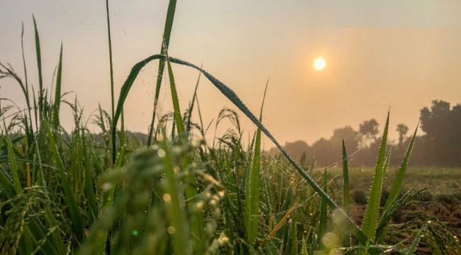 শীতের বার্তা নিয়ে হাজির ভোরের শিশির