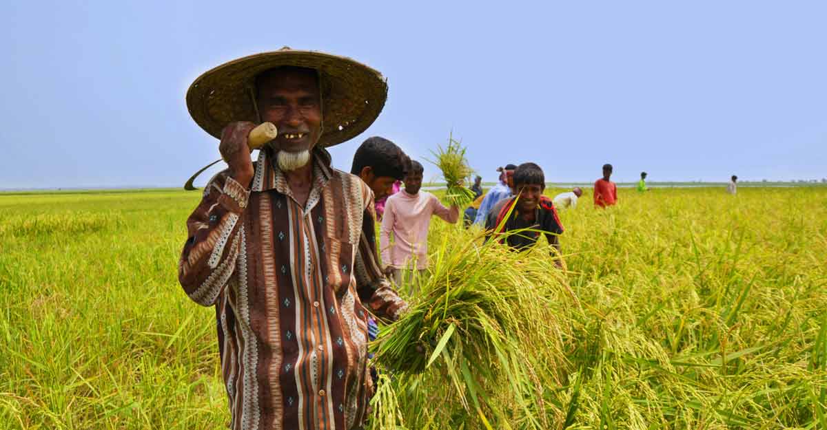 ভোর হতেই ধানের মাঠে কাজে নেমেছেন কৃষক