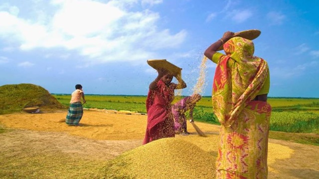 মাঠের কাঁচা ধান পাকলে তা কাটা ও নবান্ন উৎসবও হবে এই ঋতুতে