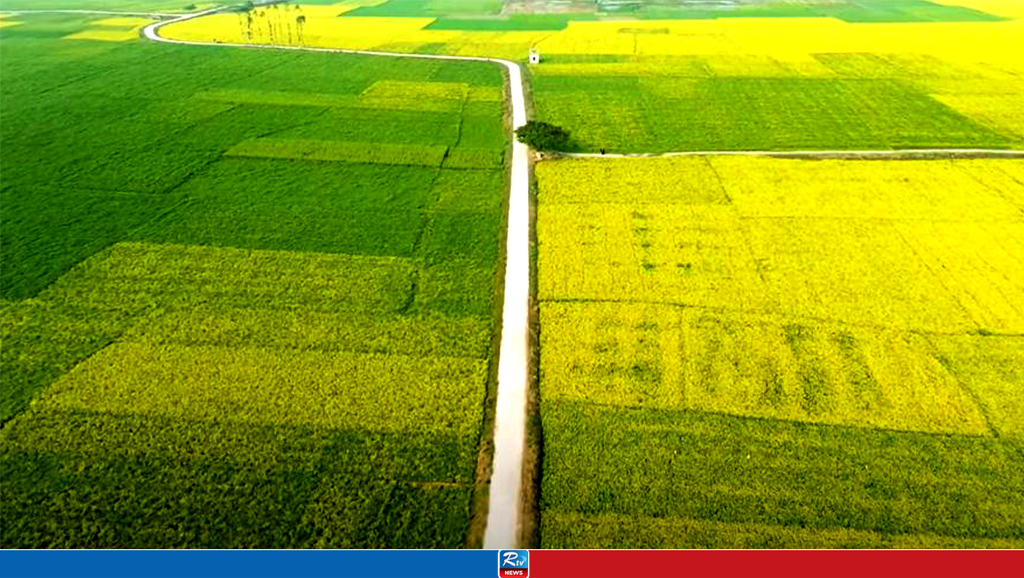 রেকর্ড পরিমাণ সরিষার আবাদ, মন হারিয়ে যায় দিগন্তজোড়া হলুদ সমুদ্রে