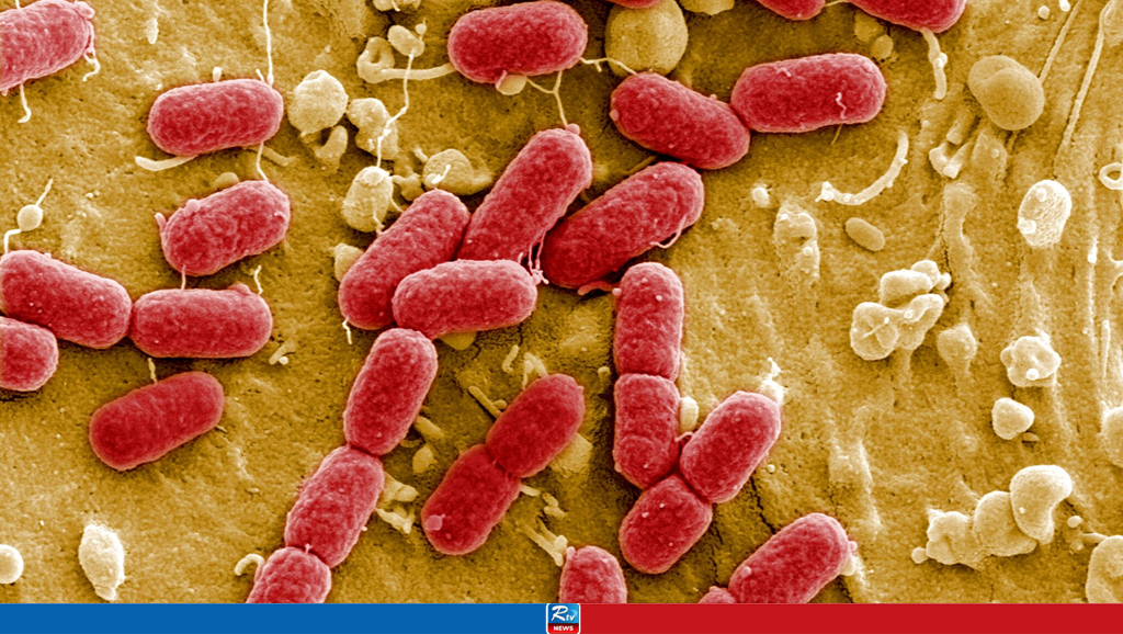 Mirror Bacteria: A Synthetic Lifeform Looming as a Threat to Life on Earth